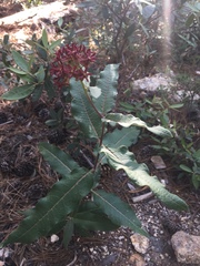 Asclepias hypoleuca
