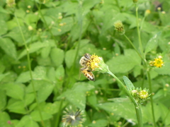 Apis mellifera