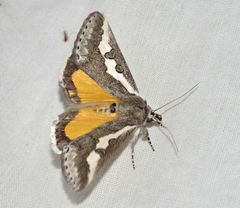 Euscirrhopterus gloveri