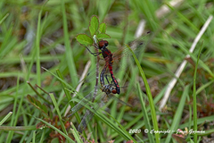 Celithemis bertha
