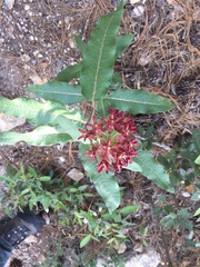Asclepias hypoleuca