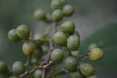 Zanthoxylum schreberi