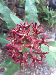 Asclepias hypoleuca
