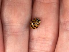 Harmonia axyridis