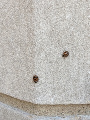 Harmonia axyridis