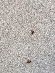 Harmonia axyridis