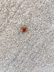 Harmonia axyridis