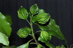 Eugenia multicostata