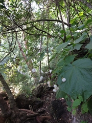 Eupatoriastrum corvi