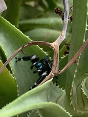 Phidippus audax