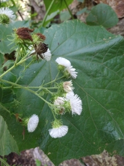 Eupatoriastrum corvi