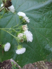 Eupatoriastrum corvi