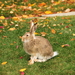 Eastern White-tailed Jackrabbit - Photo (c) TheIguana, some rights reserved (CC BY-SA)
