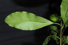 Eugenia multicostata