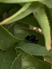 Phidippus audax