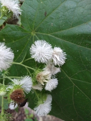 Eupatoriastrum corvi