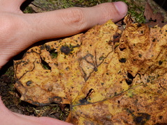 Nepticuloidea