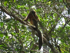 Pithecia chrysocephala