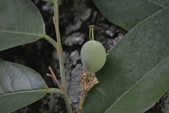 Passiflora sphaerocarpa