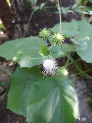 Eupatoriastrum corvi