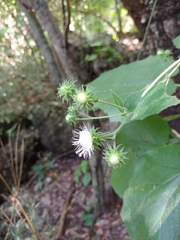 Eupatoriastrum corvi