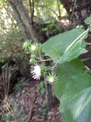 Eupatoriastrum corvi