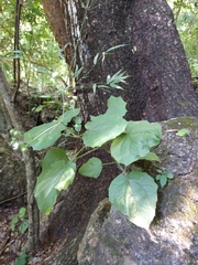 Eupatoriastrum corvi