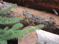 Troglodytes pacificus