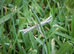 Pterophorus innotatalis