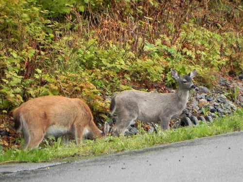 Sitka Black-tailed Deer photographed in Alaska