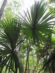 Sabal mauritiiformis