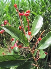 Aiouea montana