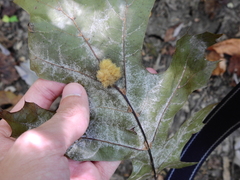 Callirhytis infuscata