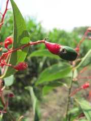 Aiouea montana