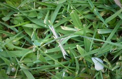 Pterophorus innotatalis