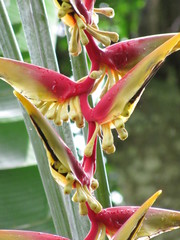 Heliconia platystachys