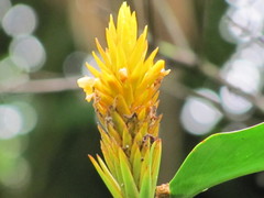Renealmia cernua