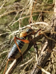 Lluciapomaresius stalii