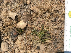 Limosella acaulis