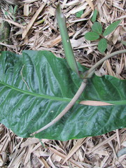 Anthurium caucavallense
