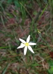 Zephyranthes candida