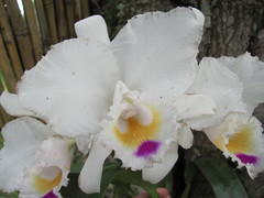 Cattleya quadricolor