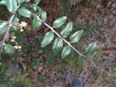 Sageretia wrightii