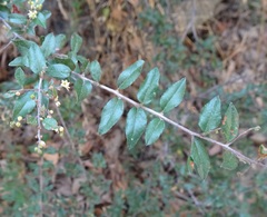 Sageretia wrightii