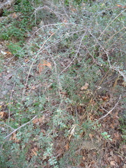 Sageretia wrightii