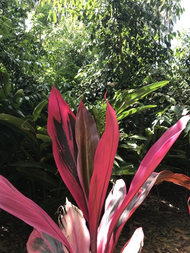 Cordyline fruticosa image