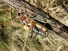 Lluciapomaresius stalii