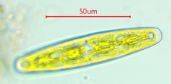 Closterium navicula