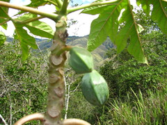 Vasconcellea goudotiana
