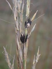 Epicoccum andropogonis